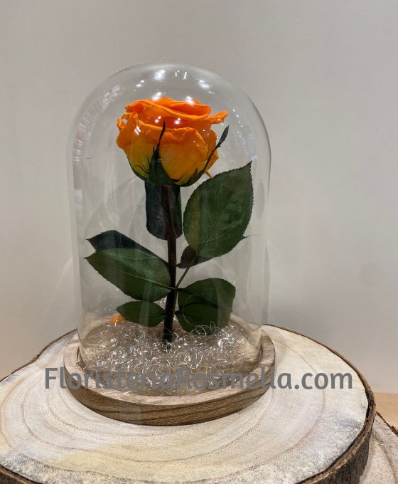 Cúpula Rosa Naranja | Rosa Eterna | Rosas Naturales para Regalar