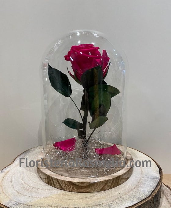 Cúpula Rosa Fucsia| Rosa Eterna | Rosas Naturales para Regalar
